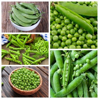 Guisante de semillas - conjunto de semillas de 5 variedades de plantas vegetales - 