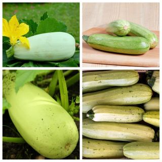 Marrow - seeds of 4 vegetable plants' varieties