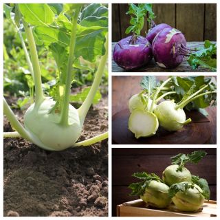Colinabo - conjunto de semillas de 4 variedades de plantas vegetales - 