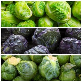 Brysselkål - Set 2 - Frö av 3 vegetabiliska växtsorter -  - frön