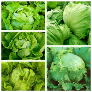 Alface de cabeça - sementes de 5 variedades vegetais - 