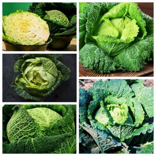 サボイキャベツ -  5種類の野菜の種のセット -  - シーズ