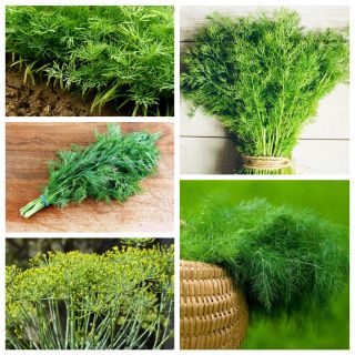 ディル -  5種類の野菜植物の種 -  - シーズ