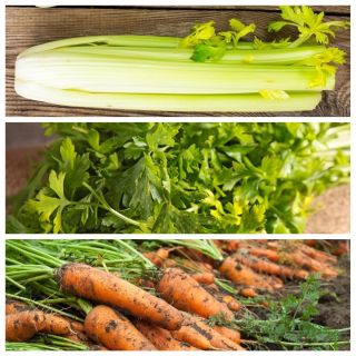 Morcov, telina, patrunjel frunze - set de semințe de 3 specii de plante legumicole - 