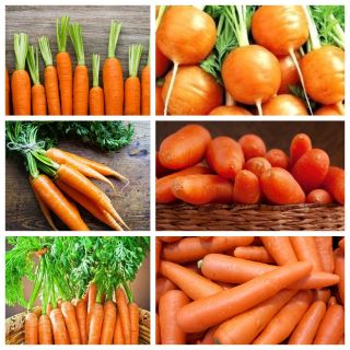 Morcovi timpurii - semințe din 6 soiuri de plante legumicole - 