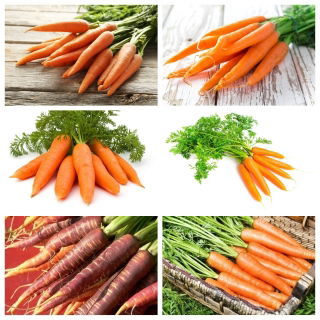 Zanahoria media tardía - conjunto de semillas de 6 variedades de plantas vegetales - 