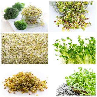 Semințe de germinare - pachet mare - set de 6 piese - 