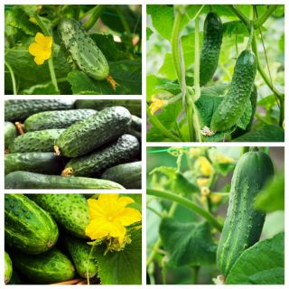 Pickling cucumber - set of seeds of 5 varieties