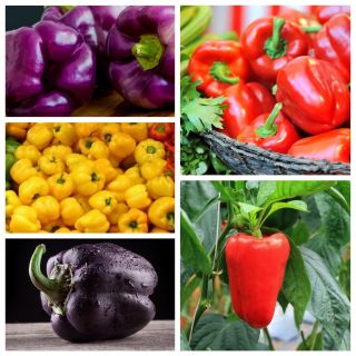 Sweet pepper - set 1 - frön av 5 vegetabiliska växter "sorter - 