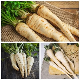 Prezzemolo tardivo - set di semi di 3 varietà di piante vegetali - 