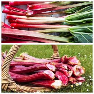 Rabarber - set van zaden van de variëteiten van 2 groenteplanten - 