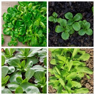 Majssalat - sæt frø af 4 vegetabilske planter 'sorter; almindelig majssalat, lamsløg, mâche, fetticus, feldsalat, nødsalat, felt salat rapunzel - 