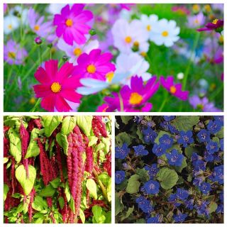 Bloemenmix (Phacelia campanularia, Cosmos bipinnatus, Amaranthus caudatus) - Rumba - zaaien tape - zaden