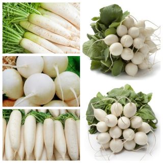 Ridichea albă - semințe din 5 soiuri de plante legumicole - 