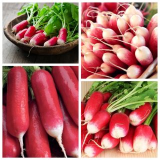 Langwerpige (Franse) radijs - set van zaden van de variëteit van 4 groenteplanten - 