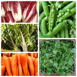 Superfood - bom vitamin dari kebun anda sendiri - set 1 - benih 5 spesies tumbuhan sayur - 