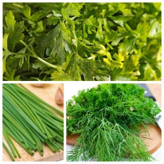 Aneto, salsa de folha, cebolinha - jogo de sementes de 3 espécies de planta de legume - 