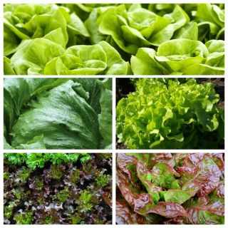 Salat - frø av 5 plantesorter - 