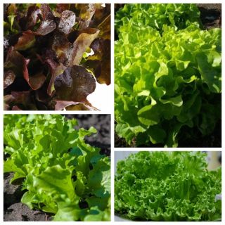 Eichenlaubsalat - Set mit 4 Gemüsepflanzensorten - 