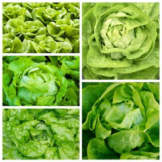 Butterhead salat - sæt frø af 5 vegetabilske planter 'sorter - 