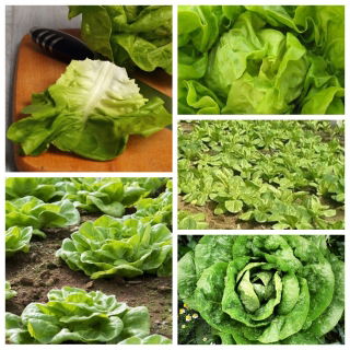 Lattuga invernale - set di semi di 5 varietà di piante vegetali - 