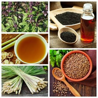 The taste of the Orient - seeds of 4 vegetable plants' species