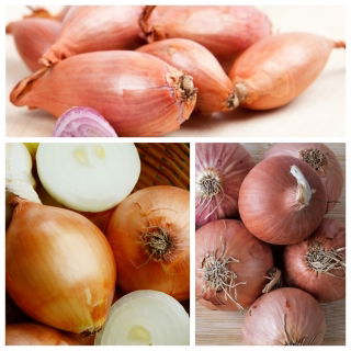 Cebola chalota - conjunto de sementes de 3 variedades de plantas hortícolas; eschalot - 