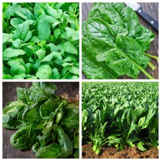 Bayam - biji-bijian 4 jenis tumbuhan sayur-sayuran -  - benih