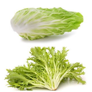 Chicory - set of seeds of 4 vegetable plants' varieties