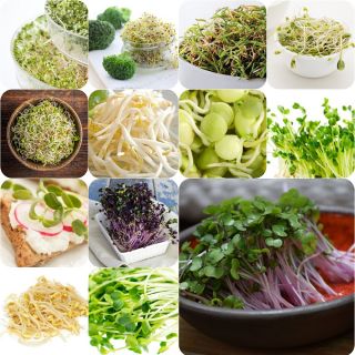 Sprouting seeds - Vitamin-K-rich sprouts - 12-piece set + sprouter with 3 trays