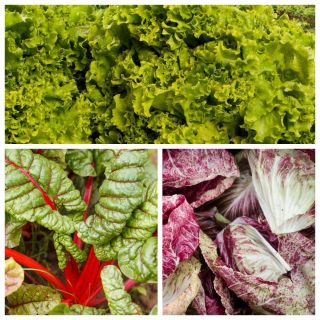 Sallad, mangold, cikoria - uppsättning frön av 3 vegetabiliska växtarter - 