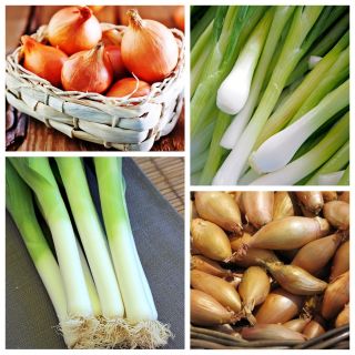 Cipolla invernale, cipolla, scalogno, porro - set di semi di 4 specie di vegetali - 