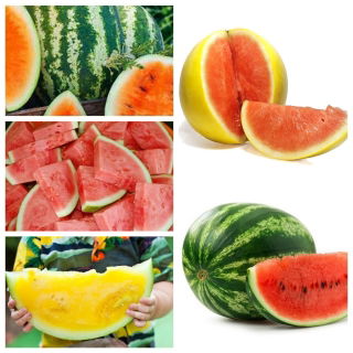 Vannmelon - sett av frø av 5 vegetabilske planter 'varianter - 