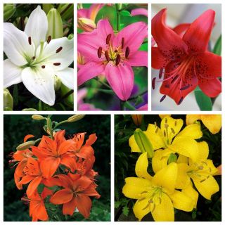Asiatic lily – a set of primary colours – 15 pcs