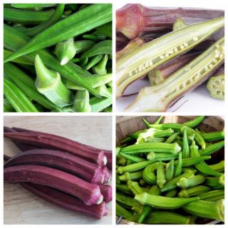 Okra, dedos de Lady - conjunto de semillas de 2 variedades de plantas vegetales - 