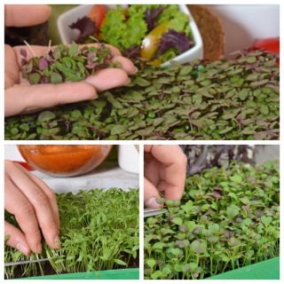 Microgreens - ओरिएंटेल - असाधारण स्वाद और सुगंध, एशियाई व्यंजनों के लिए महान - एक बढ़ते कंटेनर के साथ 3-टुकड़ा सेट - 