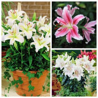 Dwarf oriental lily - Pilihan bunga pot aromatik - 15 pcs - 