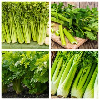 Selderij - set van zaden van de variëteiten van 4 groenteplanten - 