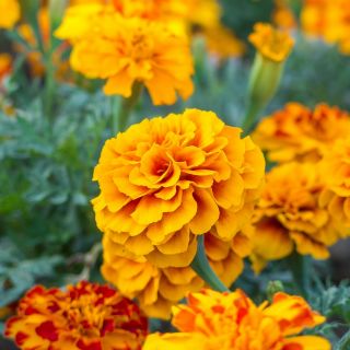 French Marigold - Aurora Yellow Fire - Tagetes patula - Bold, Sun-Loving Blooms, Ideal for Pots - Fresh Seeds