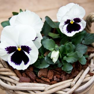 Viola wittrockiana - Silverbride, Silberbrauti - Bianco e Nero - 400 semi - Viola x wittrockiana