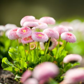 Százszorszép - rózsaszín - 600 magok - Bellis perennis