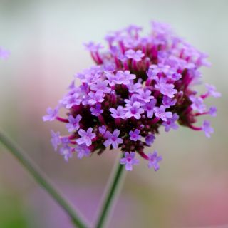 Tall Verbena, Purpletop Semi di verbena - Verbena bonariensis - 500 semi - Verbena patagonica