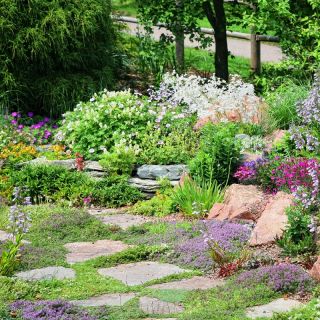 ロックガーデンの植物の混合種子 -  - シーズ