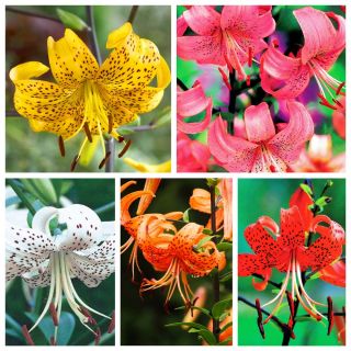 虎百合 - 五颜六色的品种选择 -  15个 - 
