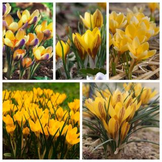 Crochi - varietà a fiore giallo - 200 pezzi - 