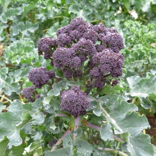 Brokkoli 'Early Purple sprießen'