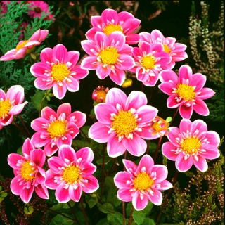 Dahlia Hartenaas