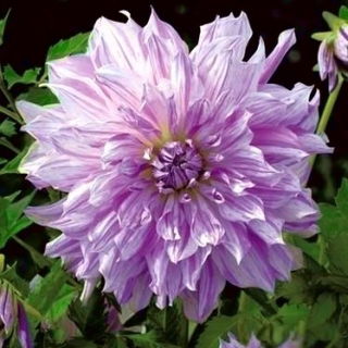 Dahlia Mom's Special