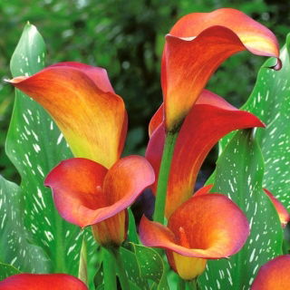 Ngọn lửa Calla; hoa huệ, hoa huệ - 