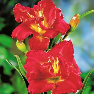 Daylily Merlot Rouge - 
